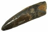 Fossil Spinosaurus Tooth - Real Dinosaur Tooth #344539-1